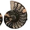 Ammoniet fossiel paar 19,4 x 16 x 2 cm | 2182 gram | op standaard Ammoniet fossiel paar 19,4 x 16 x 2 cm | 2182 gram | op standaard