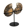 Ammoniet fossiel paar 19,4 x 16 x 2 cm | 2182 gram | op standaard Ammoniet fossiel paar 19,4 x 16 x 2 cm | 2182 gram | op standaard