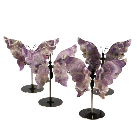 Amethist (chevron) vlinder op standaard Amethist (chevron) vlinder op standaard