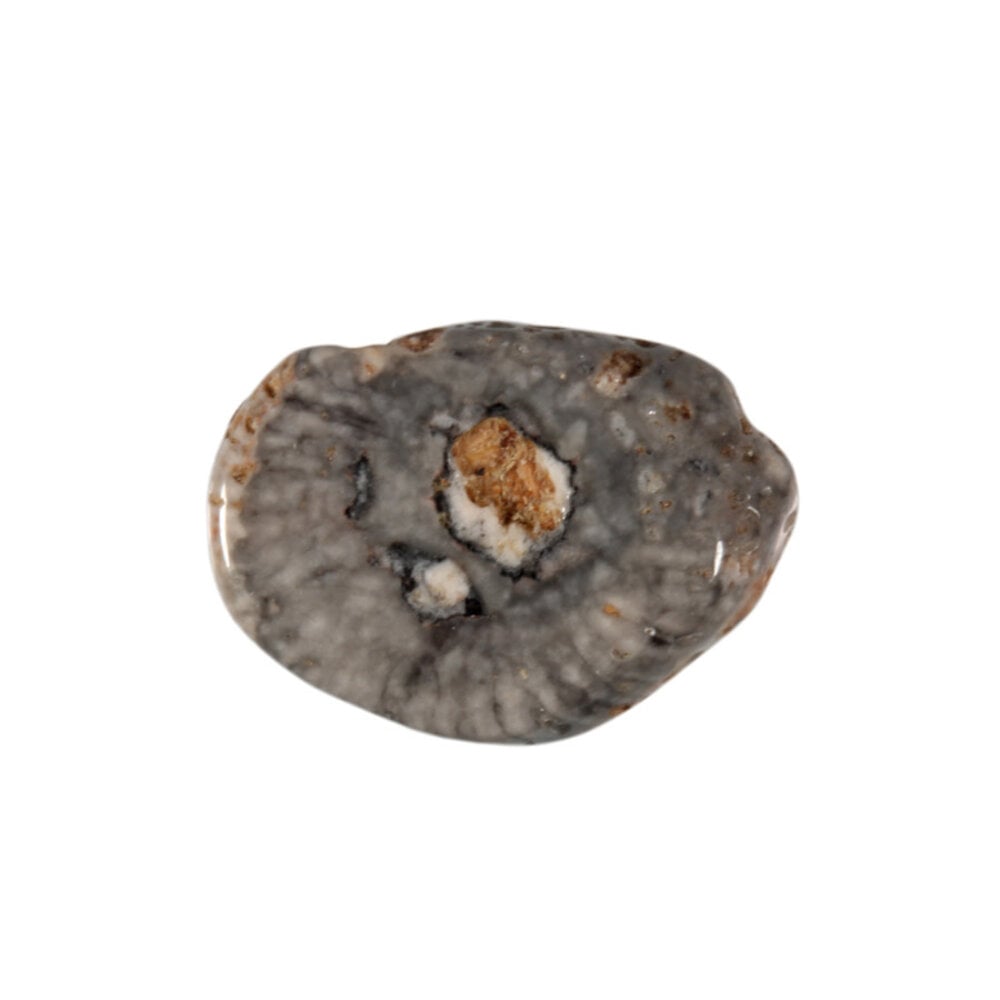 Koraal (versteend) steen getrommeld 10 - 20 gram