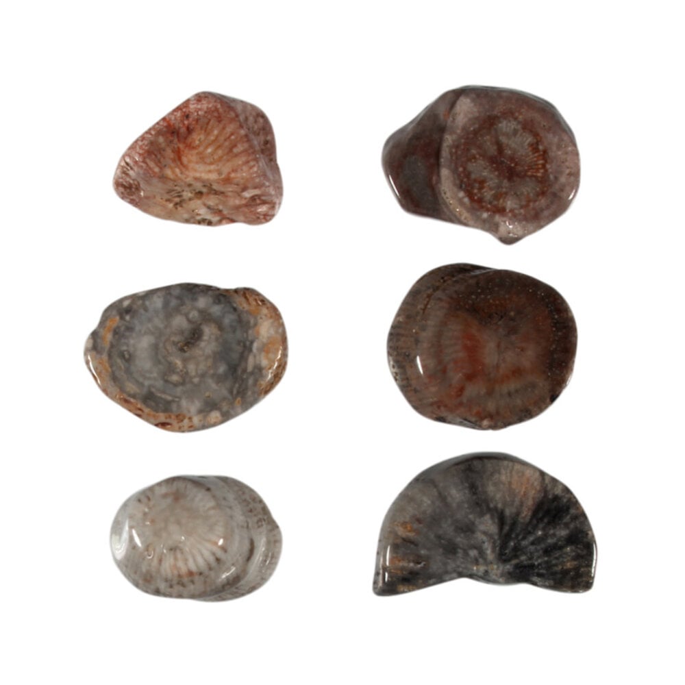 Koraal (versteend) steen getrommeld 10 - 20 gram