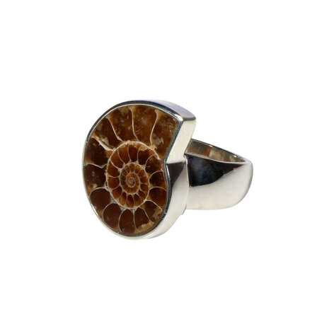 Zilveren ring ammoniet fossiel maat 17 1/2 | 2,1 x 1,8 cm
