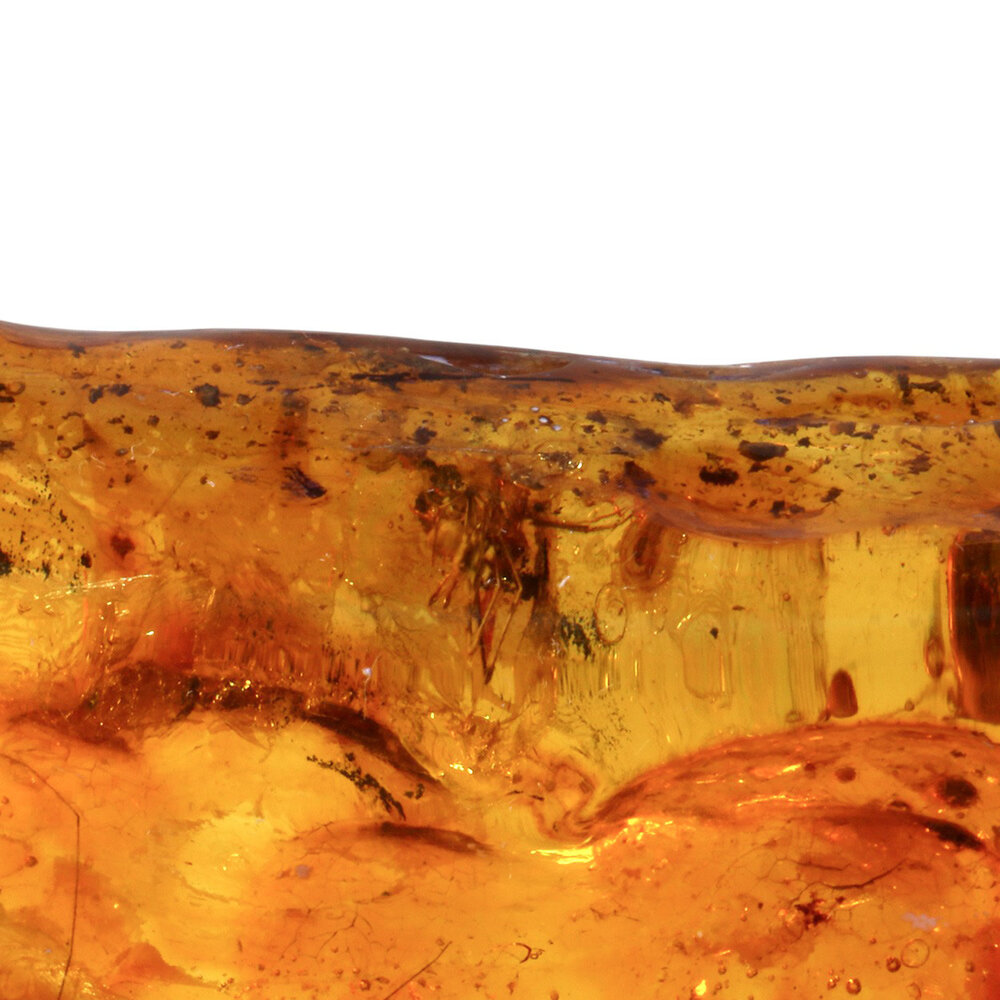 Barnsteen gepolijst met 1 vlieg en 1 spin | 6,7 x 3,6 x 1,7 cm | 19 gram