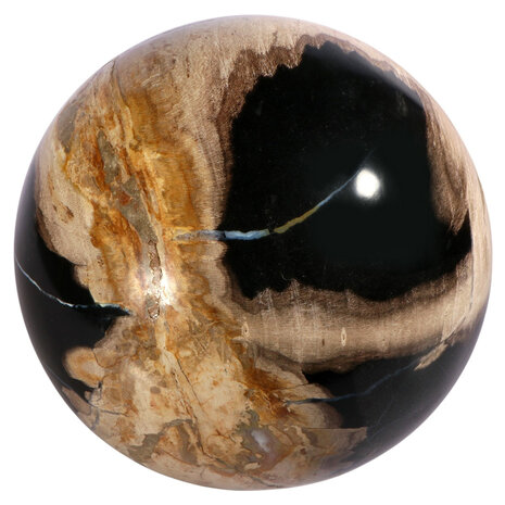 Versteend hout bol 150 mm | 4540 gram Versteend hout bol 150 mm | 4540 gram