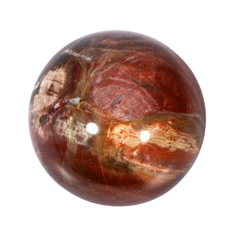 Versteend hout bol 69 mm | 462 gram Versteend hout bol 69 mm | 462 gram