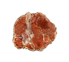 Versteend hout schijf 50 - 100 gram