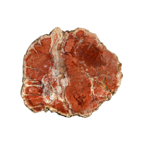 Versteend hout schijf 50 - 100 gram