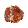 Versteend hout schijf 50 - 100 gram