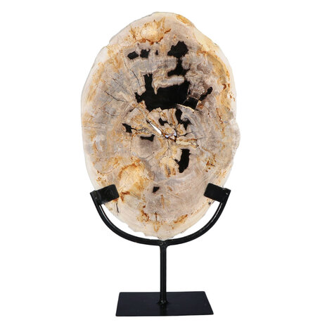 Versteend hout schijf gepolijst op standaard 30 x 19,8 x 2,3 cm | 2,10 kg