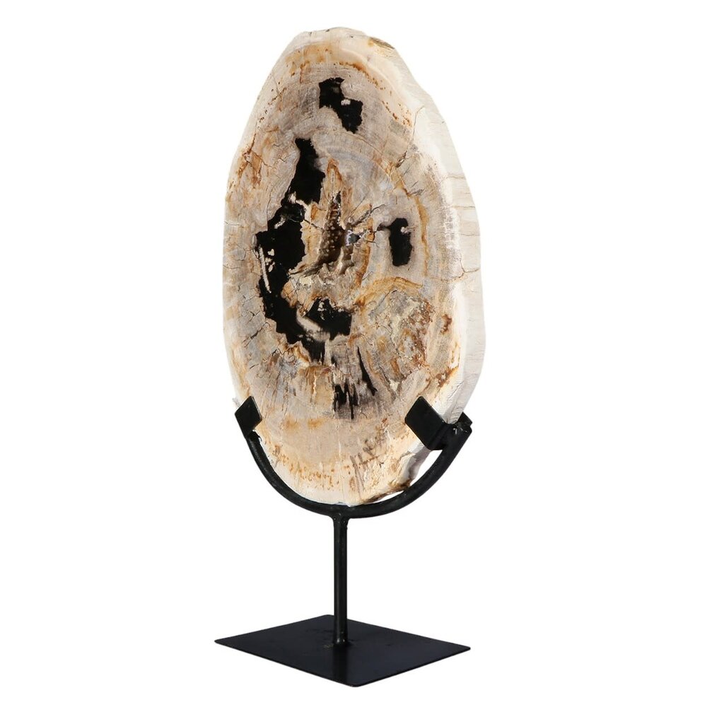 Versteend hout schijf gepolijst op standaard 28,4 x 20,6 x 2,3 cm | 2,15 kg