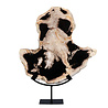 Versteend hout schijf gepolijst op standaard 38 x 38 x 2,9 cm | 3,65 kg Versteend hout schijf gepolijst op standaard 38 x 38 x 2,9 cm | 3,65 kg
