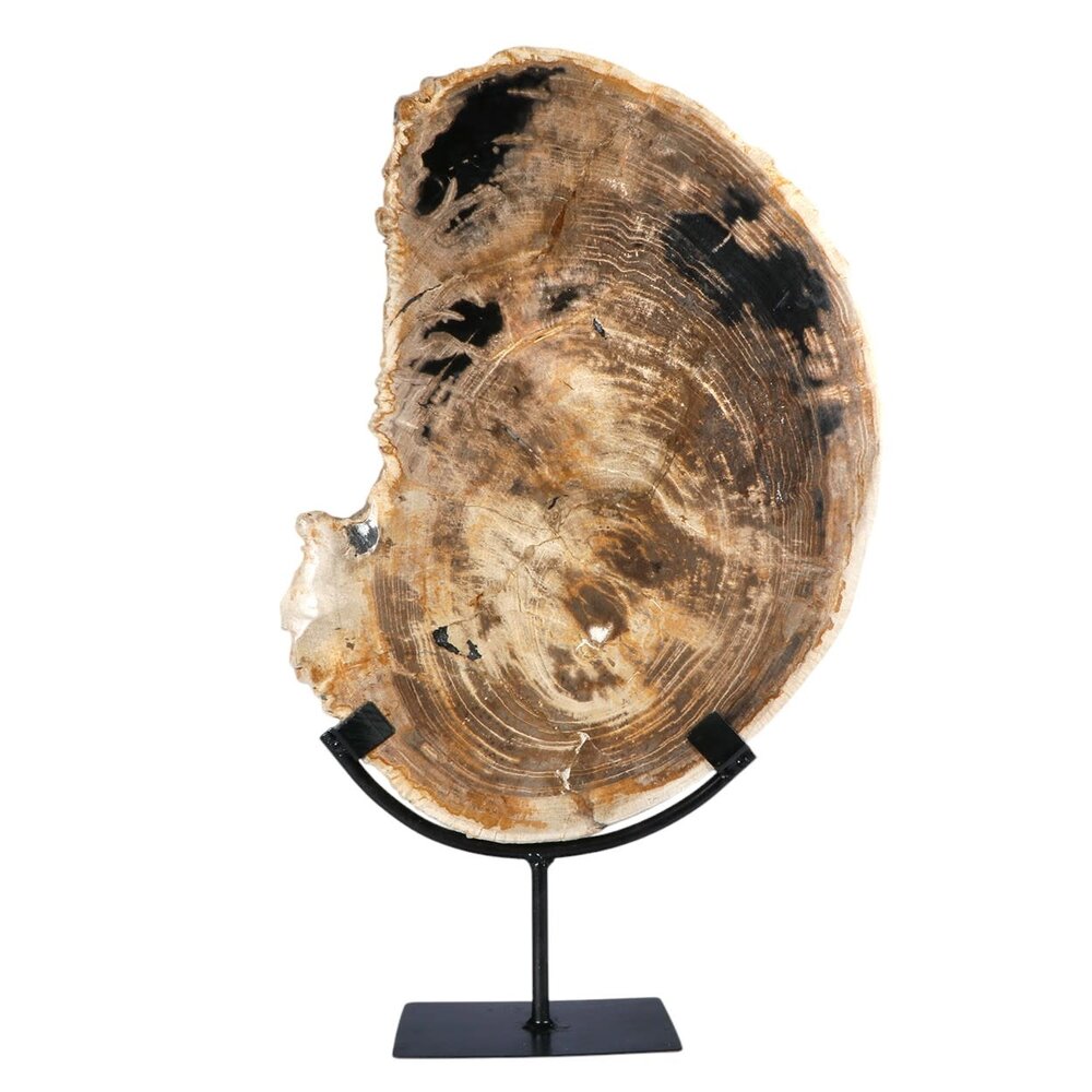 Versteend hout schijf gepolijst op standaard 36,8 x 26,5 x 2,2 cm | 3,85 kg