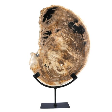 Versteend hout schijf gepolijst op standaard 36,8 x 26,5 x 2,2 cm | 3,85 kg
