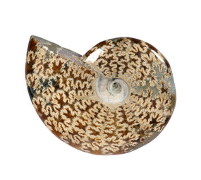 Ammoniet fossiel 13,1 x 8,8 x 3,3 cm | 607 gram