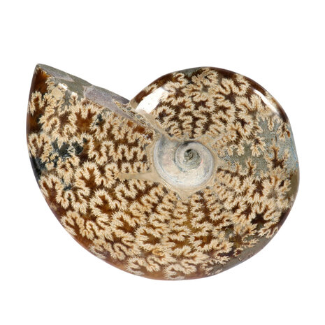 Ammoniet fossiel 13,1 x 8,8 x 3,3 cm | 607 gram