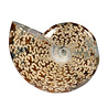 Ammoniet fossiel 13,1 x 8,8 x 3,3 cm | 607 gram