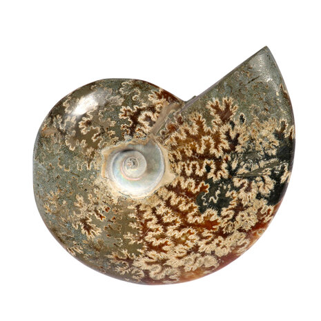 Ammoniet fossiel 13,1 x 8,8 x 3,3 cm | 607 gram