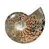 Ammoniet fossiel 13,1 x 8,8 x 3,3 cm | 607 gram