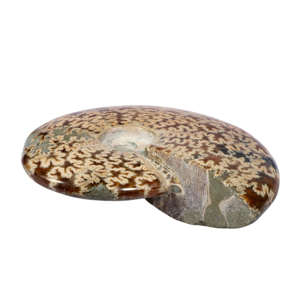 Ammoniet fossiel 13,1 x 8,8 x 3,3 cm | 607 gram
