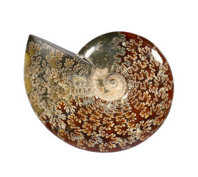 Ammoniet fossiel 15,8 x 16,5 x 3,8 cm | 997 gram