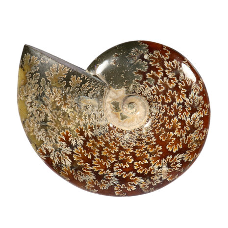 Ammoniet fossiel 15,8 x 16,5 x 3,8 cm | 997 gram