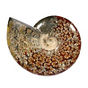 Ammoniet fossiel 15,8 x 16,5 x 3,8 cm | 997 gram