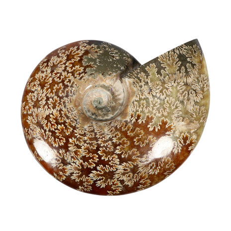 Ammoniet fossiel 15,8 x 16,5 x 3,8 cm | 997 gram