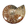 Ammoniet fossiel 15,8 x 16,5 x 3,8 cm | 997 gram