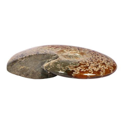 Ammoniet fossiel 15,8 x 16,5 x 3,8 cm | 997 gram