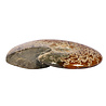 Ammoniet fossiel 15,8 x 16,5 x 3,8 cm | 997 gram