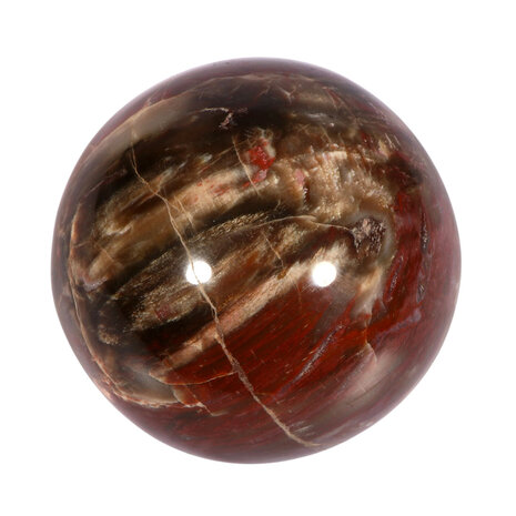 Versteend hout bol 70 mm | 489 gram