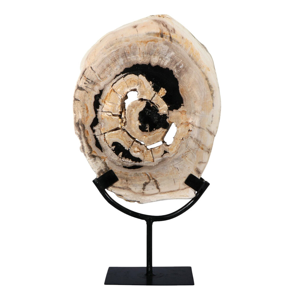 Versteend hout schijf gepolijst op standaard 25,7 x 20,1 x 2,4 cm | 1,95 kg Versteend hout schijf gepolijst op standaard 25,7 x 20,1 x 2,4 cm | 1,95 kg