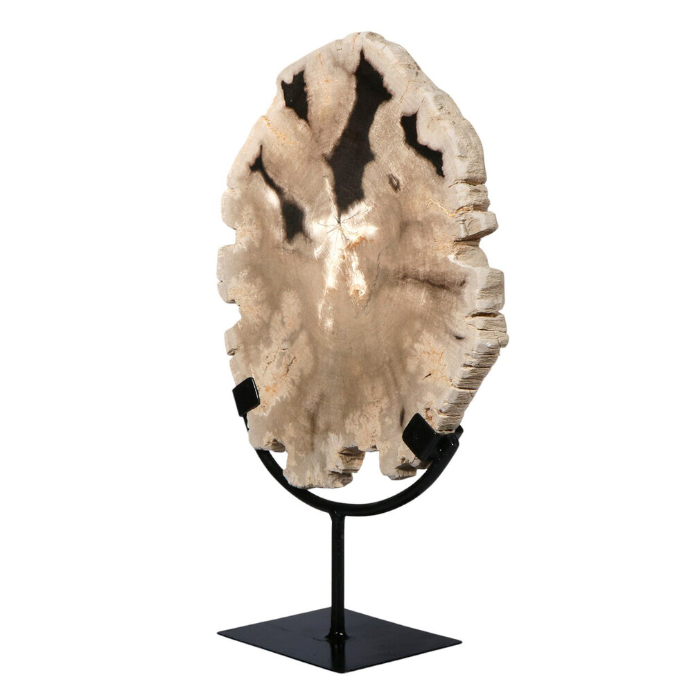 Versteend hout schijf gepolijst op standaard 27,5 x 23,8 x 2,5 cm | 2,6 kg Versteend hout schijf gepolijst op standaard 27,5 x 23,8 x 2,5 cm | 2,6 kg