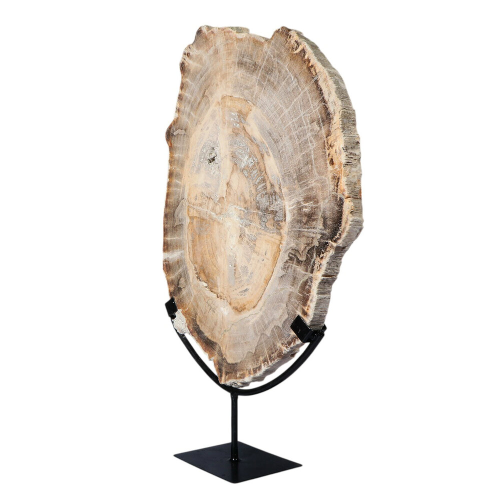 Versteend hout schijf gepolijst op standaard 42 x 31 x 2,4 cm | 4,7 kg Versteend hout schijf gepolijst op standaard 42 x 31 x 2,4 cm | 4,7 kg