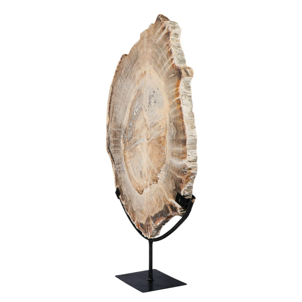 Versteend hout schijf gepolijst op standaard 42 x 31 x 2,4 cm | 4,7 kg Versteend hout schijf gepolijst op standaard 42 x 31 x 2,4 cm | 4,7 kg