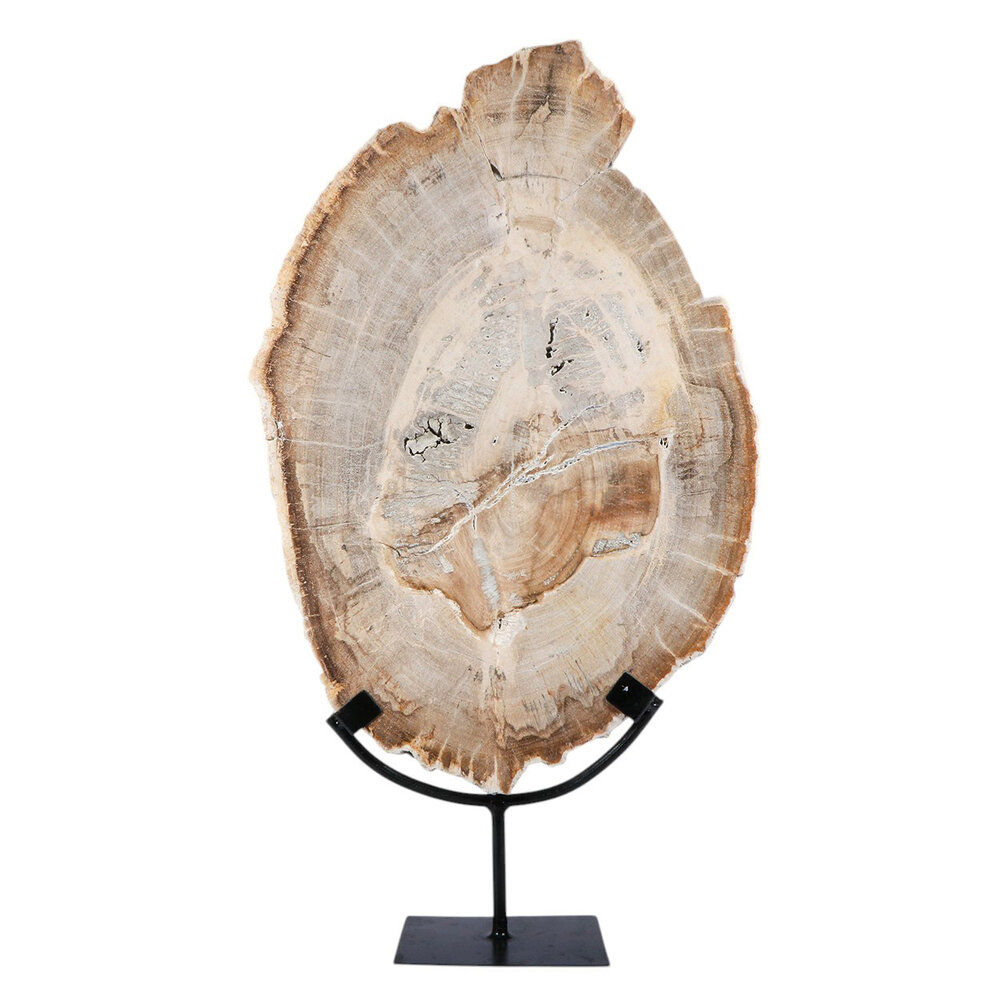 Versteend hout schijf gepolijst op standaard 43,6 x 29,4 x 2,2 cm | 4,15 kg Versteend hout schijf gepolijst op standaard 43,6 x 29,4 x 2,2 cm | 4,15 kg