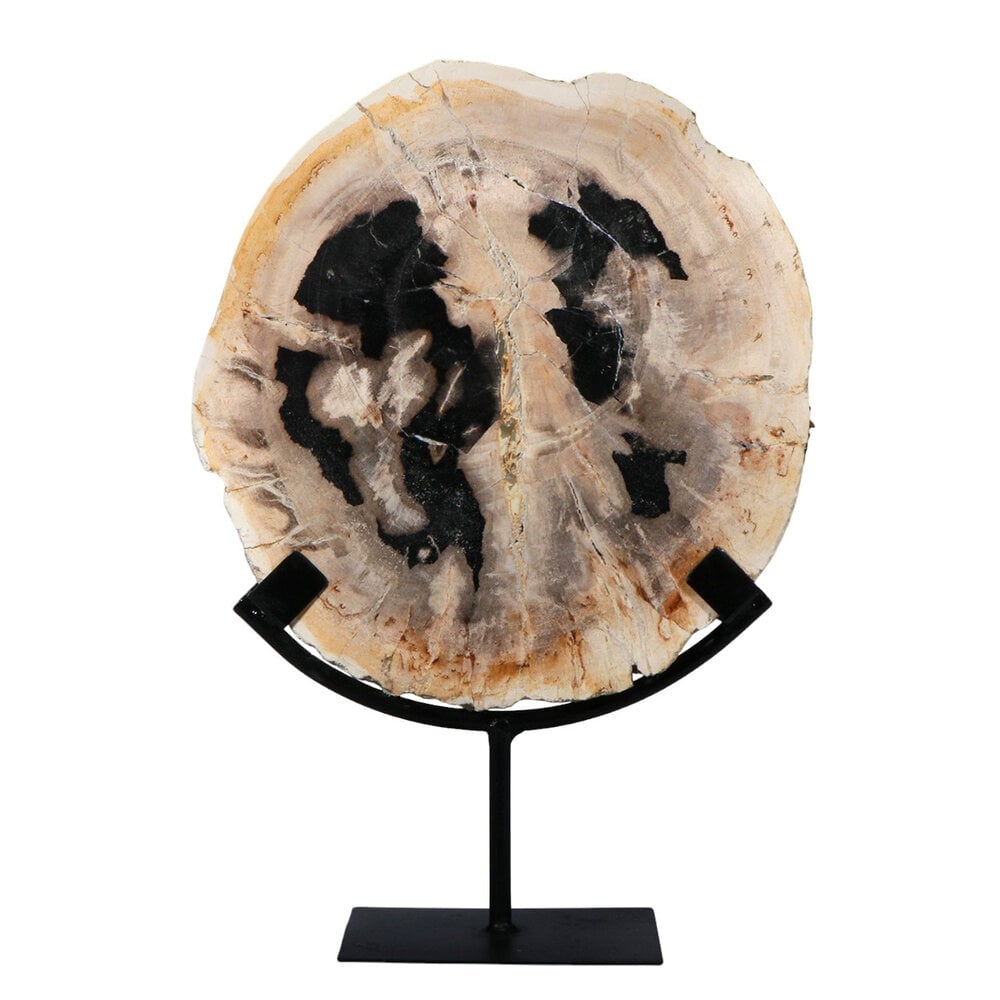 Versteend hout schijf gepolijst op standaard 24,5 x 24,5 x 2,2 cm | 2,05 kg Versteend hout schijf gepolijst op standaard 24,5 x 24,5 x 2,2 cm | 2,05 kg