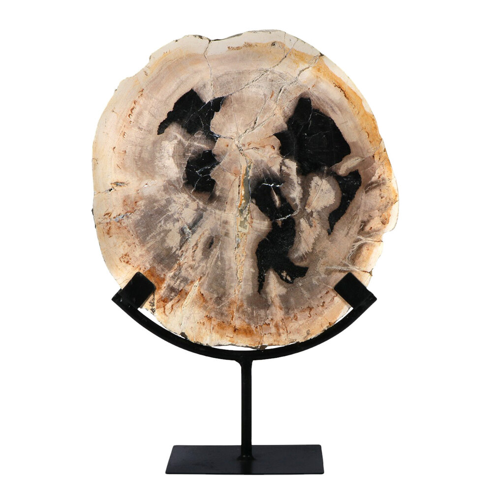 Versteend hout schijf gepolijst op standaard 24,5 x 24,5 x 2,2 cm | 2,05 kg Versteend hout schijf gepolijst op standaard 24,5 x 24,5 x 2,2 cm | 2,05 kg