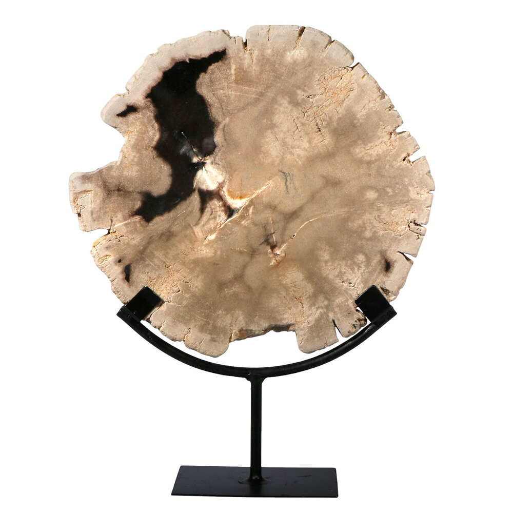 Versteend hout schijf gepolijst op standaard 24,3 x 26,4 x 2,3 cm | 2,6 kg Versteend hout schijf gepolijst op standaard 24,3 x 26,4 x 2,3 cm | 2,6 kg