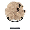 Versteend hout schijf gepolijst op standaard 24,3 x 26,4 x 2,3 cm | 2,6 kg Versteend hout schijf gepolijst op standaard 24,3 x 26,4 x 2,3 cm | 2,6 kg