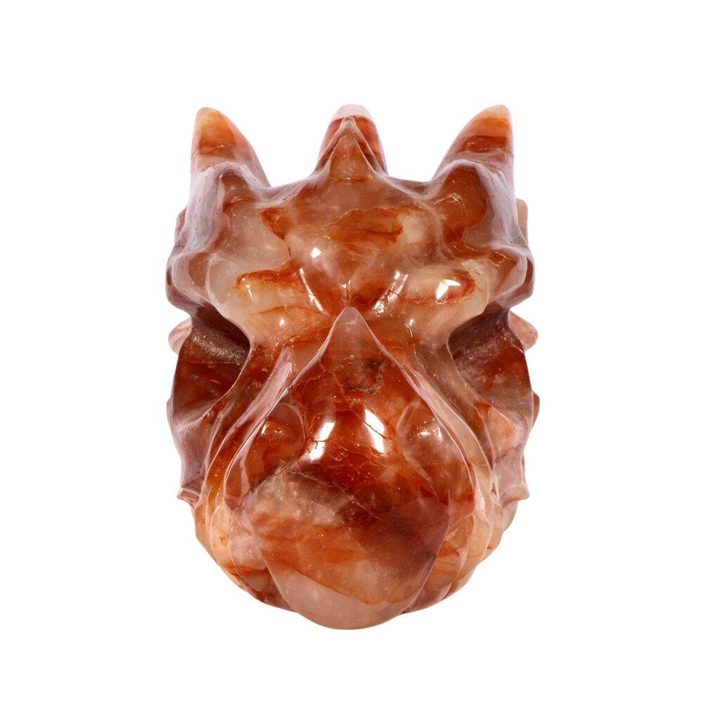 Red healer draken schedel 23 x 10 x 13 cm | 3033 gram Red healer draken schedel 23 x 10 x 13 cm | 3033 gram