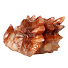Red healer draken schedel 23 x 10 x 13 cm | 3033 gram Red healer draken schedel 23 x 10 x 13 cm | 3033 gram