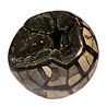 Septarie geode bol A-kwaliteit 150 mm | 3128 gram Septarie geode bol A-kwaliteit 150 mm | 3128 gram