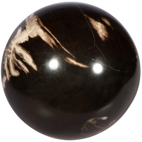 Versteend hout bol 170 mm | 7,9 kg Versteend hout bol 170 mm | 7,9 kg