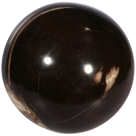 Versteend hout bol 170 mm | 7,9 kg Versteend hout bol 170 mm | 7,9 kg