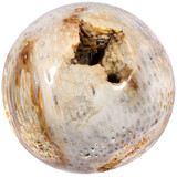 Versteend koraal bol 150 mm | 4379 gram Versteend koraal bol 150 mm | 4379 gram