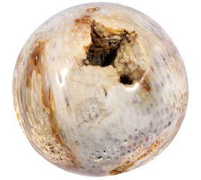 Versteend koraal bol 150 mm | 4379 gram Versteend koraal bol 150 mm | 4379 gram