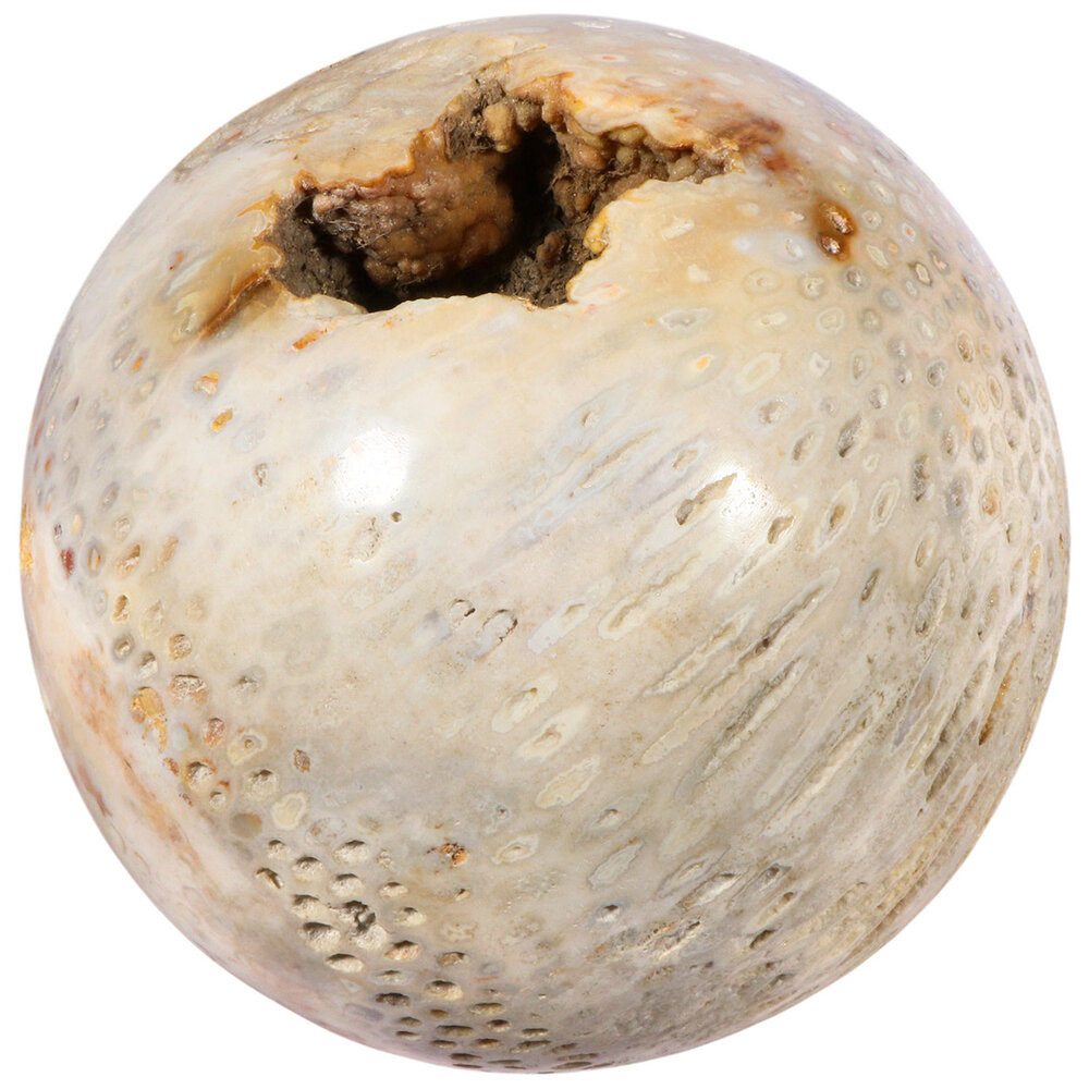 Versteend koraal bol 150 mm | 4379 gram Versteend koraal bol 150 mm | 4379 gram