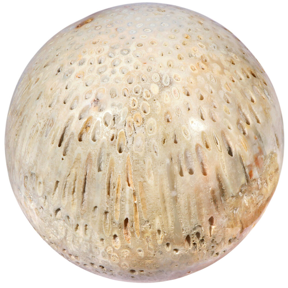 Versteend koraal bol 150 mm | 4379 gram Versteend koraal bol 150 mm | 4379 gram