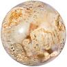 Versteend koraal bol 150 mm | 4379 gram Versteend koraal bol 150 mm | 4379 gram